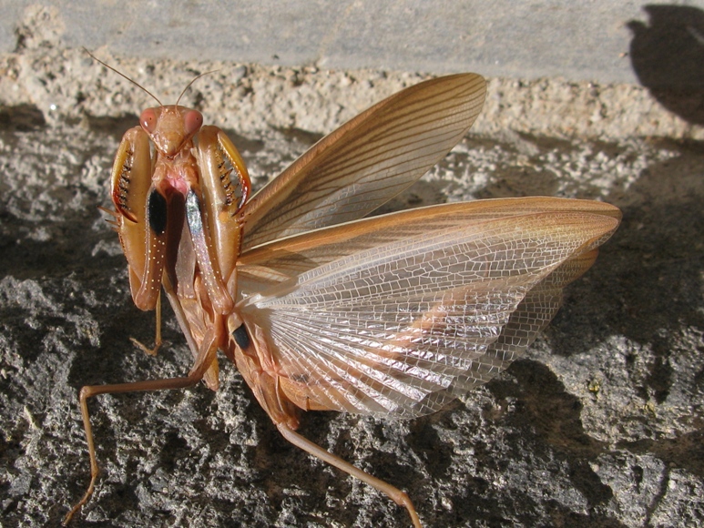 Carrellata di mantis religiosa...